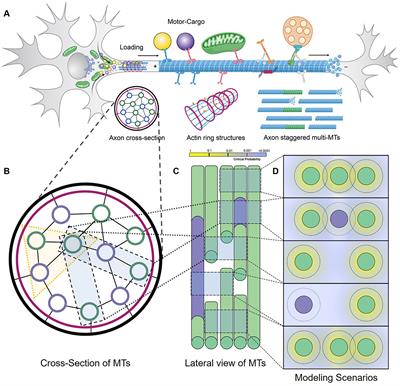 Axonal transport during injury on a theoretical axon